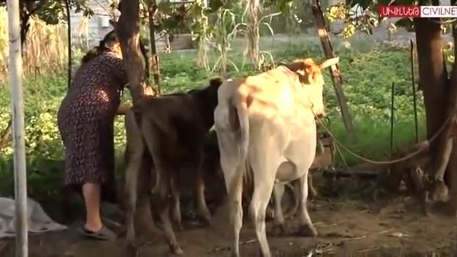 Azeri свободным от Турана Карабах не нужен смотреть онлайн