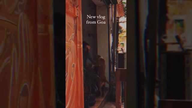 New vlog on my channel! Check it out ? На моём канале вышел новый вложик! #goa #india #гоа #индия смотреть онлайн