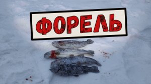 Форель. Особенности ловли форели со льда. Подводная съёмка.