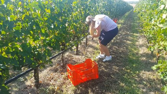 Сбор винограда в Италии. А вы хотите принять участие? - GARDA STAR смотреть онлайн