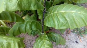 Сорт табака.Harmanly.Харманли