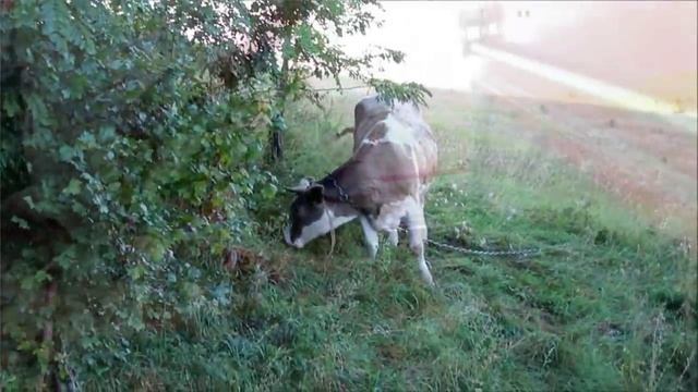 КЛИП ФЕРМЕРАМ смотреть онлайн