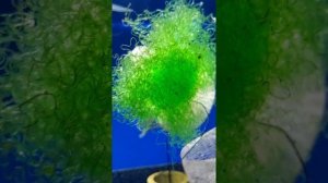 Радужница боэсмана и Радужница неон. Разводня