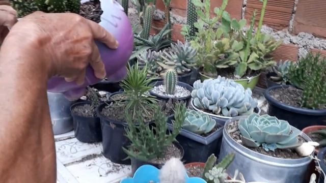 Orbea variegata e stapelia смотреть онлайн