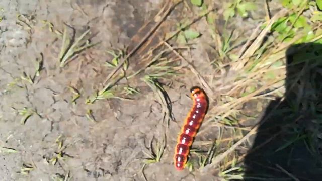 ОЧЕНЬ большая ГУСЕНИЦА Лето 2019 МОРДОВИЯ смотреть онлайн