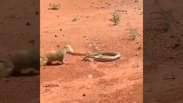 Rikki Tikki Tavi!Mongoose and Snake (Cobra)Мангуст и Змея (Кобра) смотреть онлайн