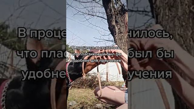 КАК ПРИУЧИТЬ К НАМОРДНИКУ 🐶🐶🐶 смотреть онлайн