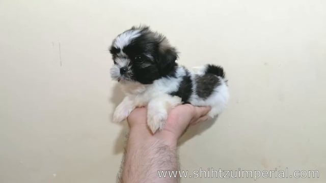 Hermosa Mini Shih Tzu en Venta - Octubre 2019 смотреть онлайн