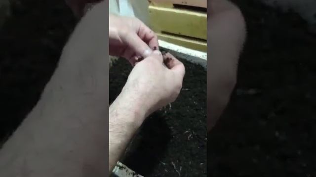 Черви Чëрный принц смотреть онлайн