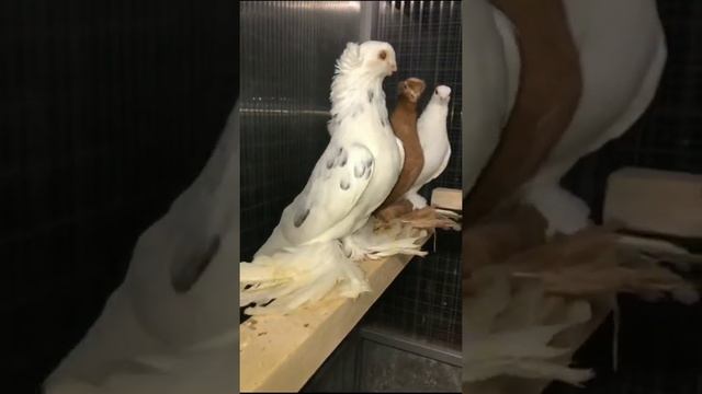 Коллекция стоимостью $70 000 богатые любят таких голубей. Двухчубые голуби. Tauben. Pigeons. Pombos