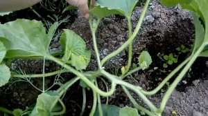 Выращивание дыни на Урале, как правильно пасынковать и сколько оставлять стеблей для хорошего урожа