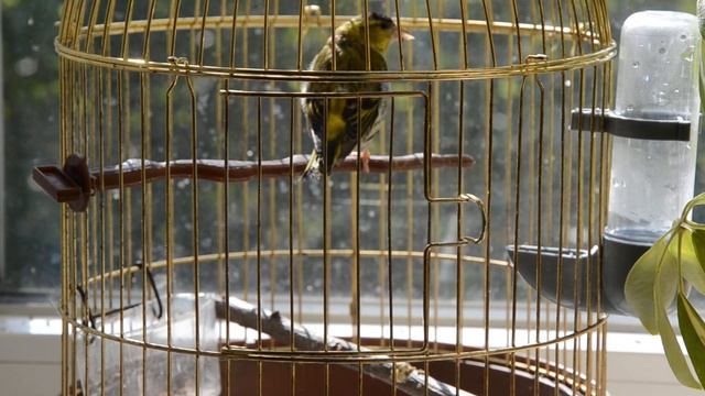 чиж, чижык поет, пение чижа смотреть онлайн