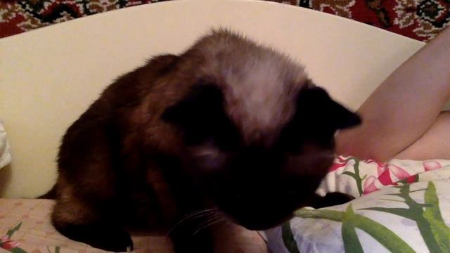 The funniest siamese cat hissing!!!! смотреть онлайн