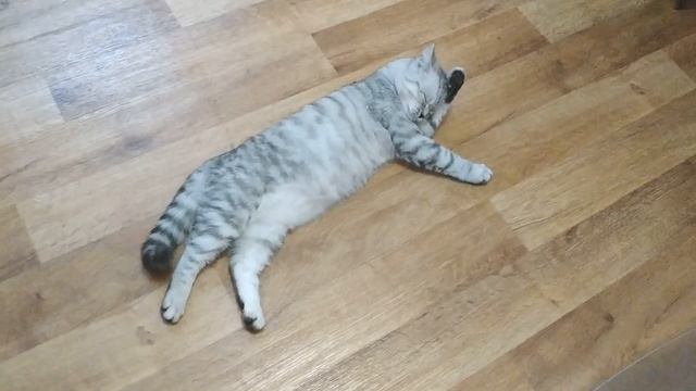 ШОТЛАНДСКИЙ КОТ УМЫВАЕТСЯ МИЛОТА! КРАСАВЧИК СКОТТИШ СТРАЙТ смотреть онлайн