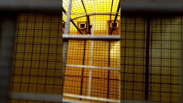 Кручусь как белка в колесе...