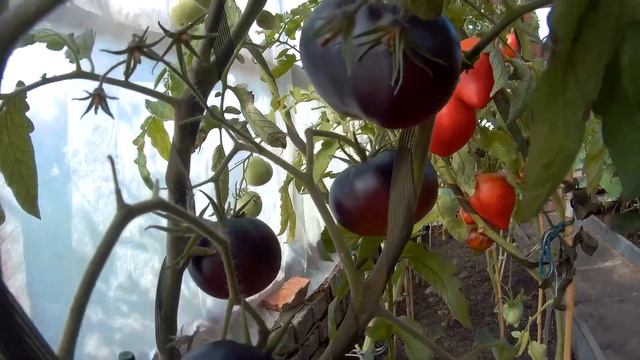 ТОМАТ ЧЕРНАЯ КРАСОТА . 2020 смотреть онлайн