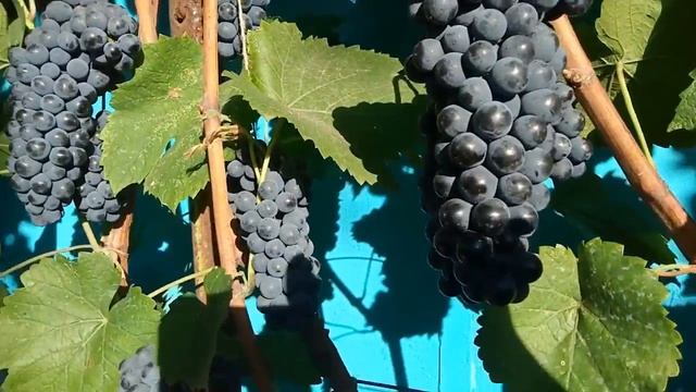 Вино.Купаж сорта Мерло и Гранатовый.