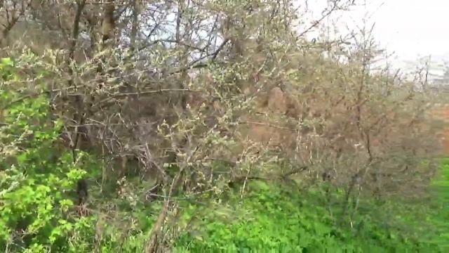 Первая линия Волги в Конаково - участок 2070 кв.м. с 50-ти метровой береговой линией 120 км. от МКА смотреть онлайн