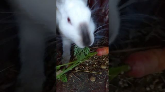 Деревенские будни/ушастики едят морковку/ смотреть онлайн