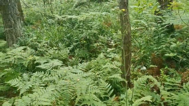 Не дают видео снять🤭 смотреть онлайн