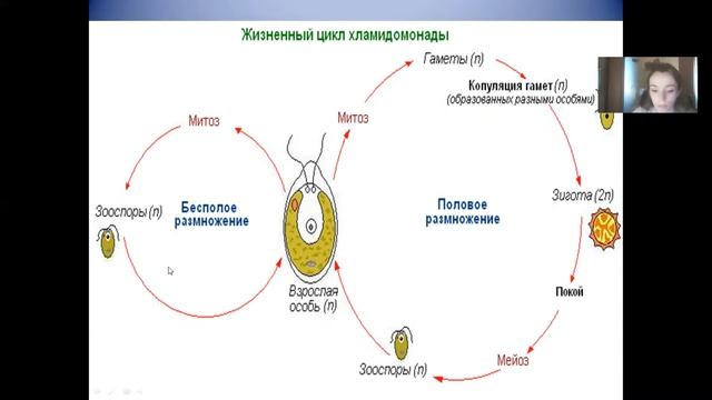 Жизненный цикл споровых растений. Задание 27 ЕГЭ по биологии. смотреть онлайн
