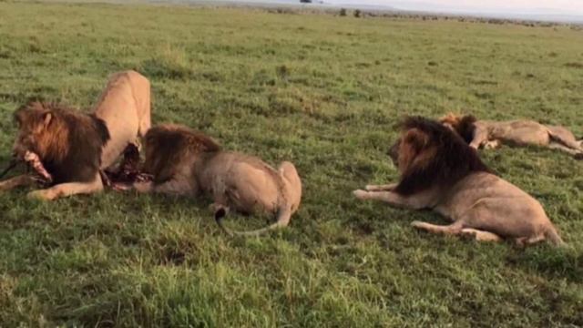 SCARFACE THE LION DOCUMENTARY - STORY OF THE MOST FAMOUS LION EVER & HIS BROTHERS - MUSKETEER MALES смотреть онлайн