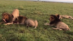 SCARFACE THE LION DOCUMENTARY - STORY OF THE MOST FAMOUS LION EVER & HIS BROTHERS - MUSKETEER MALES