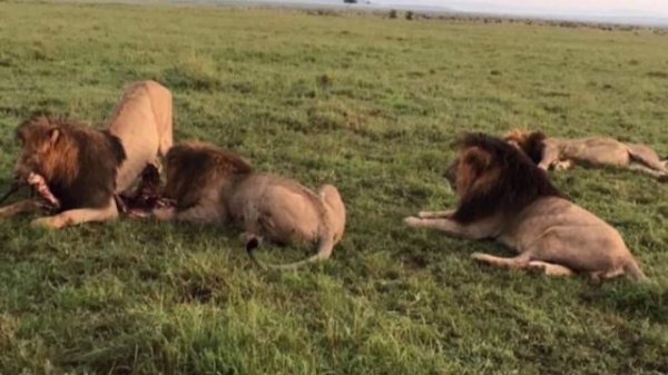 SCARFACE THE LION DOCUMENTARY - STORY OF THE MOST FAMOUS LION EVER & HIS BROTHERS - MUSKETEER MALES