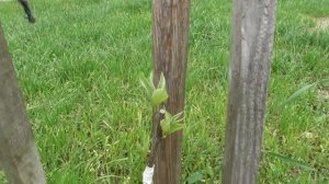 Прививка секатором - результат на одно- и двухлетних прививках