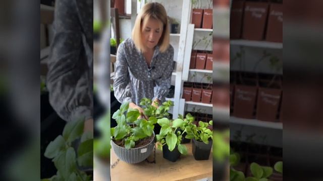 КАК ВЫРАСТИТЬ ПЕТУНИЮ? смотреть онлайн