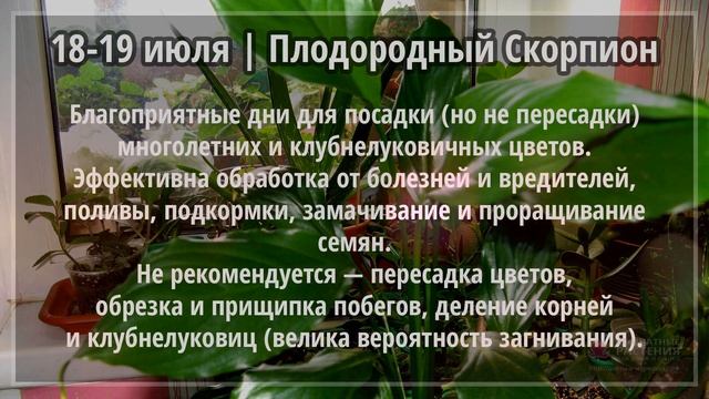 Июль 2021 г. | Лунный календарь комнатных цветов смотреть онлайн