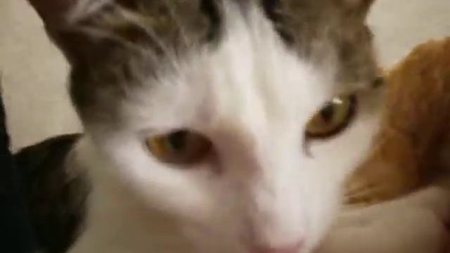 Киса Ты кто ТАКАЯ? Давай ДОСВИдания!!! смотреть онлайн