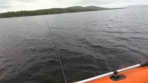 На Нижнюю Пиренгу за кумжей