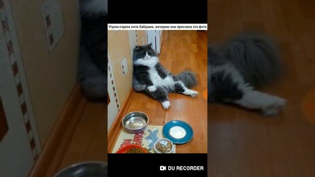 Самое интересное видео