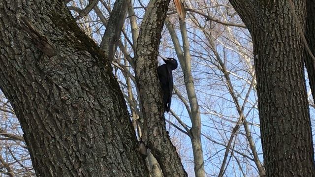 Дятел долбит дерево зимой смотреть онлайн