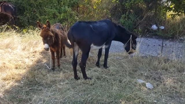 #ΖΩΟΠΑΖΑΡΟ ΚΑΛΑΜΠΑΚΑ 2019 смотреть онлайн