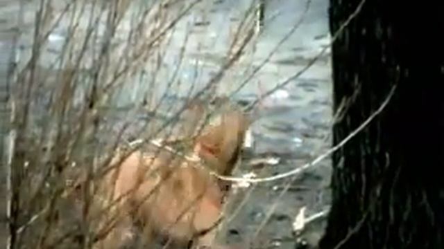 Американский питбуль-терьер - бойцовская порода.mp4 смотреть онлайн