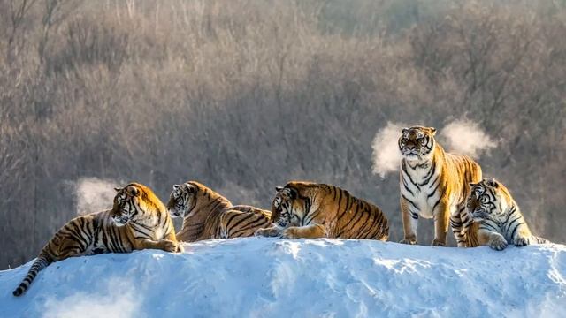All about Siberian Tigers смотреть онлайн