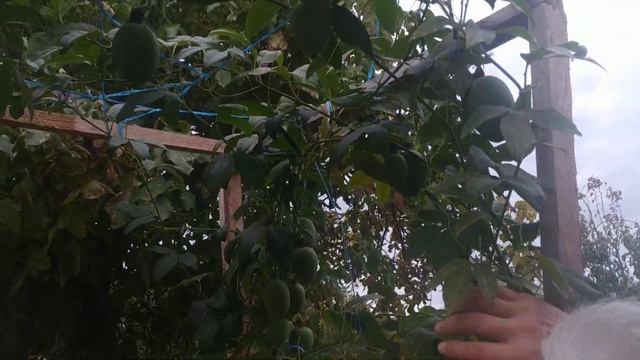 Маракуйя в октябре смотреть онлайн