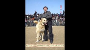 Легендарные Волкодавы Дагестана!!! Прошлых лет!