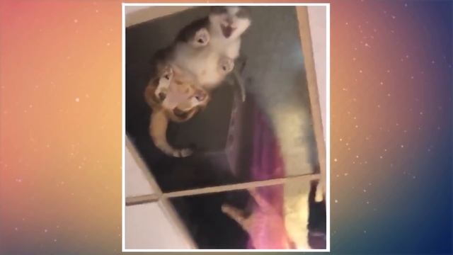 Владелец магазина установил стеклянный потолок, и теперь его кошки постоянно за ним наблюдают. смотреть онлайн
