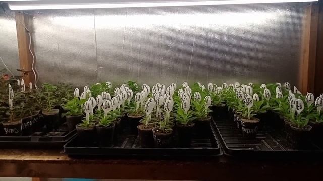 ?Разжевала информацию,как в первом классе .?Надеюсь доходчиво объяснила???Ответ на коменты .? смотреть онлайн