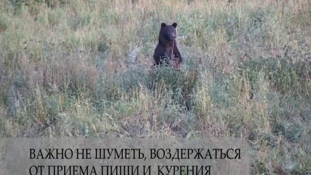 Экскурсии в Дикой Природе. Август – медведи на овсах. смотреть онлайн
