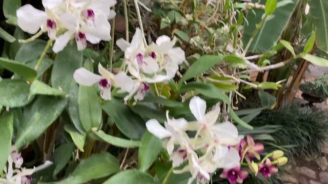 Orchids Blooming at the Chicago Botanic Garden смотреть онлайн