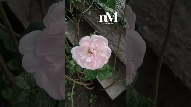 Молитва вечером #молитва #молитваобисцелении #сильнамолитва смотреть онлайн