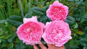 Розовые комнаты в саду: плетистые розы и не только