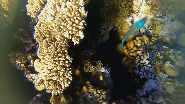 Риф отеля QUEEN SHARM RESORT, ЧАСТЬ 2