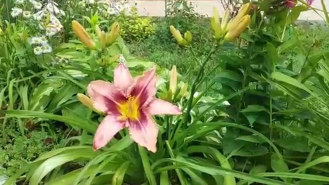 Цветение гибридного лилейника Вупи ( лат. Hybrida hemerocallis Whoopy) смотреть онлайн