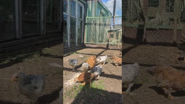 Цыплята от петуха БРАМА часть1 смотреть онлайн