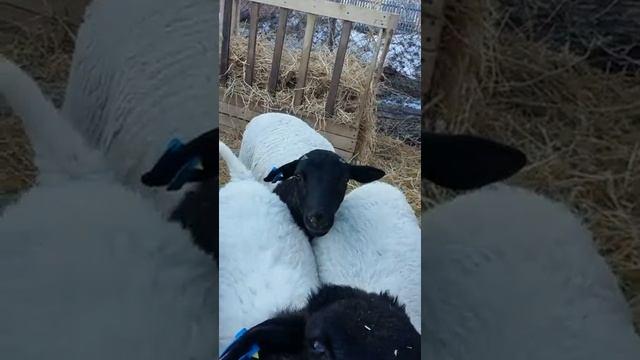на продаже чистокровные ягнята породы Дорпер 89236738007 воцап, вайбер смотреть онлайн